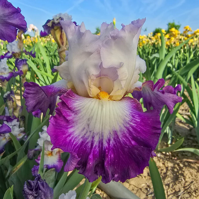 New for Fall Planting